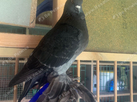 Tumbler cock bird