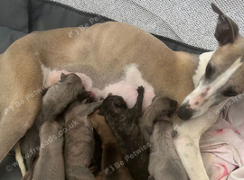 Whippet pups for sale