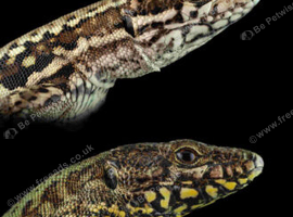 Adult Podarcis muralis nigriventris