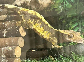 Male & female crested geckos