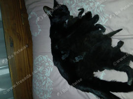 Kittens Ready to leave 9th September