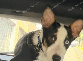 Boarder collie