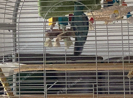 2 male kakarikis with large cage