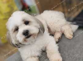 Handsome Lhasa Apso stud (Proven)