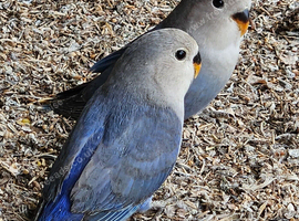 Love Birds