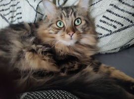 MISSING CAT &ndash; PLEASE HELP
