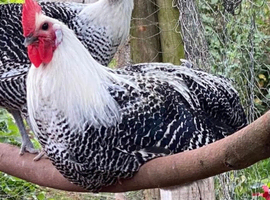 Braekel cockerel