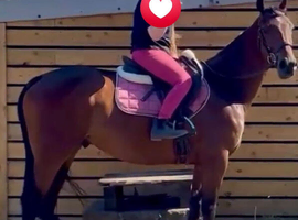 Dandy 15.3h gelding TB 4yo