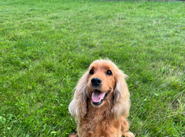 7 handsome cockapoo boys looking for there forever homes