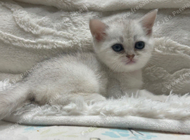 British shorthair