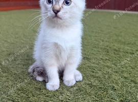 Baby gorgeous ragdoll kitten