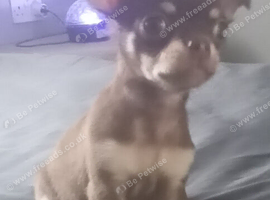 Pedigree tea cup chihuahua