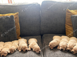Golden Retreiver pups