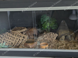 Vivarium for sale  height is 42 inches width is 86 inches