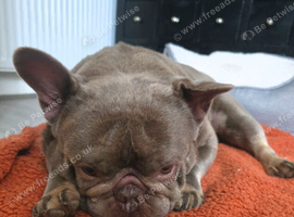 Beautiful French bulldog 18 months old