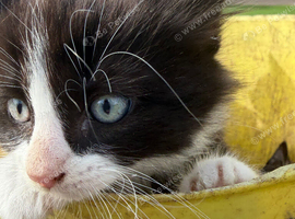 Beautiful playful kittens
