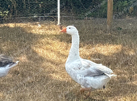 Pilgrim Gander for sale