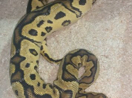 ball pythons available