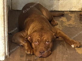 Dogue de Bordeaux cross springer