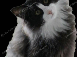 Long haired Tuxedo