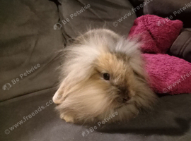 4 mini lion lops ready now