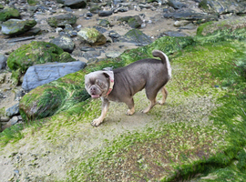 Frug Girl  For Rehome