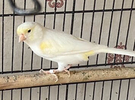 Canaries for sale