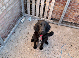 Springer spaniel cross collie