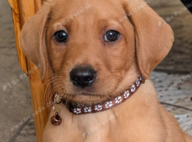 Kc registered Labrador puppy's