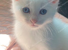 Beautiful pure white kitten with blue eyes