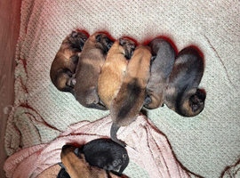 German shepherd puppies