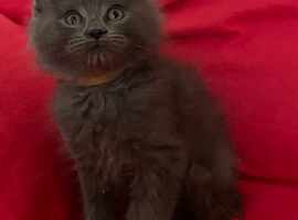 Mainecoon/Ragdoll Grey Male Kitten
