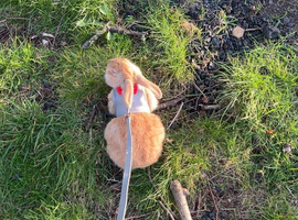 2 female rabbits
