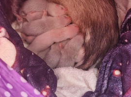 Baby ferrets
