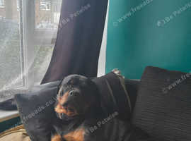 2 year old Female Rottweiler