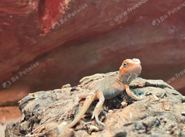 Bearded dragon babies