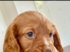 Working cocker spaniel puppies
