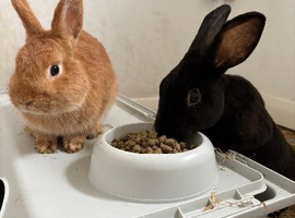 2 beautiful male rabbits