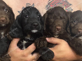 English springer spaniel crossed labradoodle