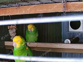 Breeding pair Magna Double Yellow Heads