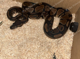 Royal ball python