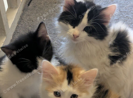 10 weeks old kittens ready to leave