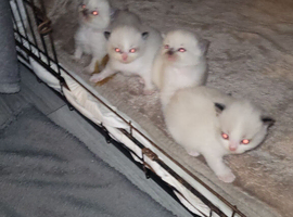 Ragdoll Kittens ready to leave 21st March