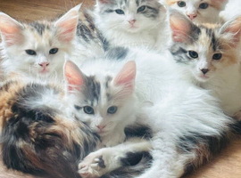 Maine coon kittens ready to go