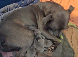 KC Reg Blue staffordshire bull terrier