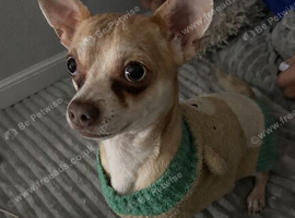 Beautiful blue eyed male merle chihuahua