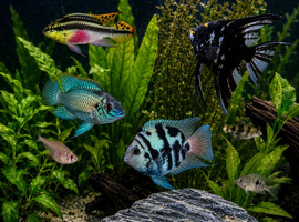 Electric Blue Acara&rsquo;s, Angelfish, Polar Parrots
