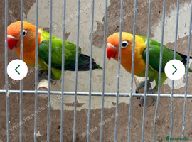 Mutations lovebirds