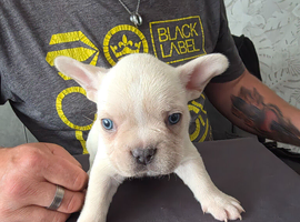 French Bulldog puppies