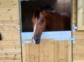 Genuine mare looking for her next best friend
